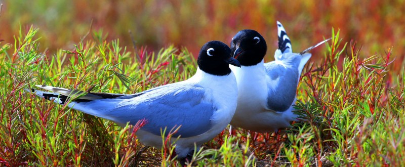 华晨宝马捐资守护沈阳及辽河口双湿地   对齐“十五五”生态文明建设目标